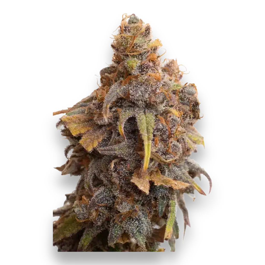 JYM's Strawberry + Ziggi Schwiiz 1