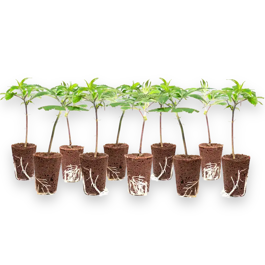 Stecklinge_10