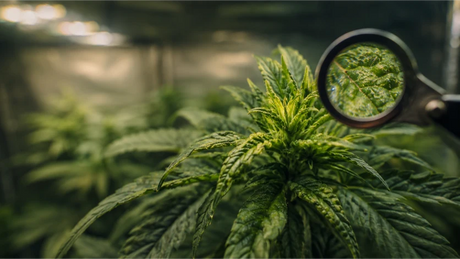 Cannabis Breitmilbe erkennen, bekämpfen & vorbeugen
