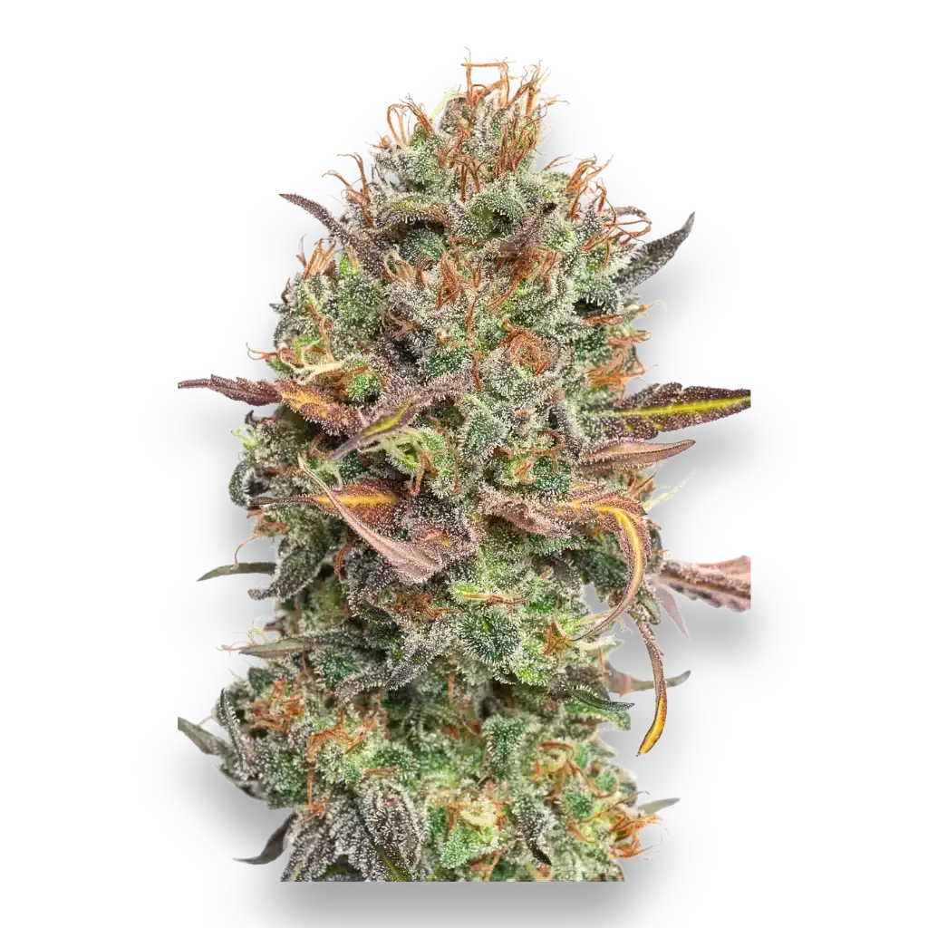 CBDSamen Mango Rambo