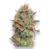 CBDSamen Mango Rambo