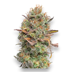 CBDSamen Mango Rambo