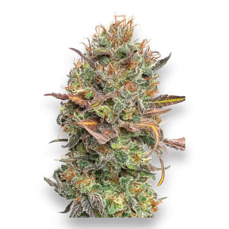 CBDSamen Mango Rambo