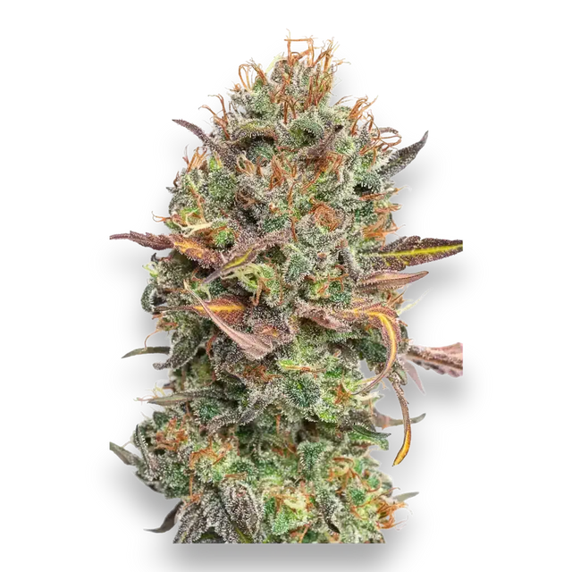 CBDSamen Mango Rambo