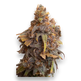 JYM's Strawberry + Ziggi Schwiiz 1