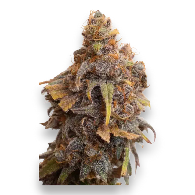 JYM's Strawberry + Ziggi Schwiiz 1